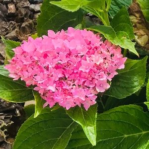 Meet your Posher, Shirley